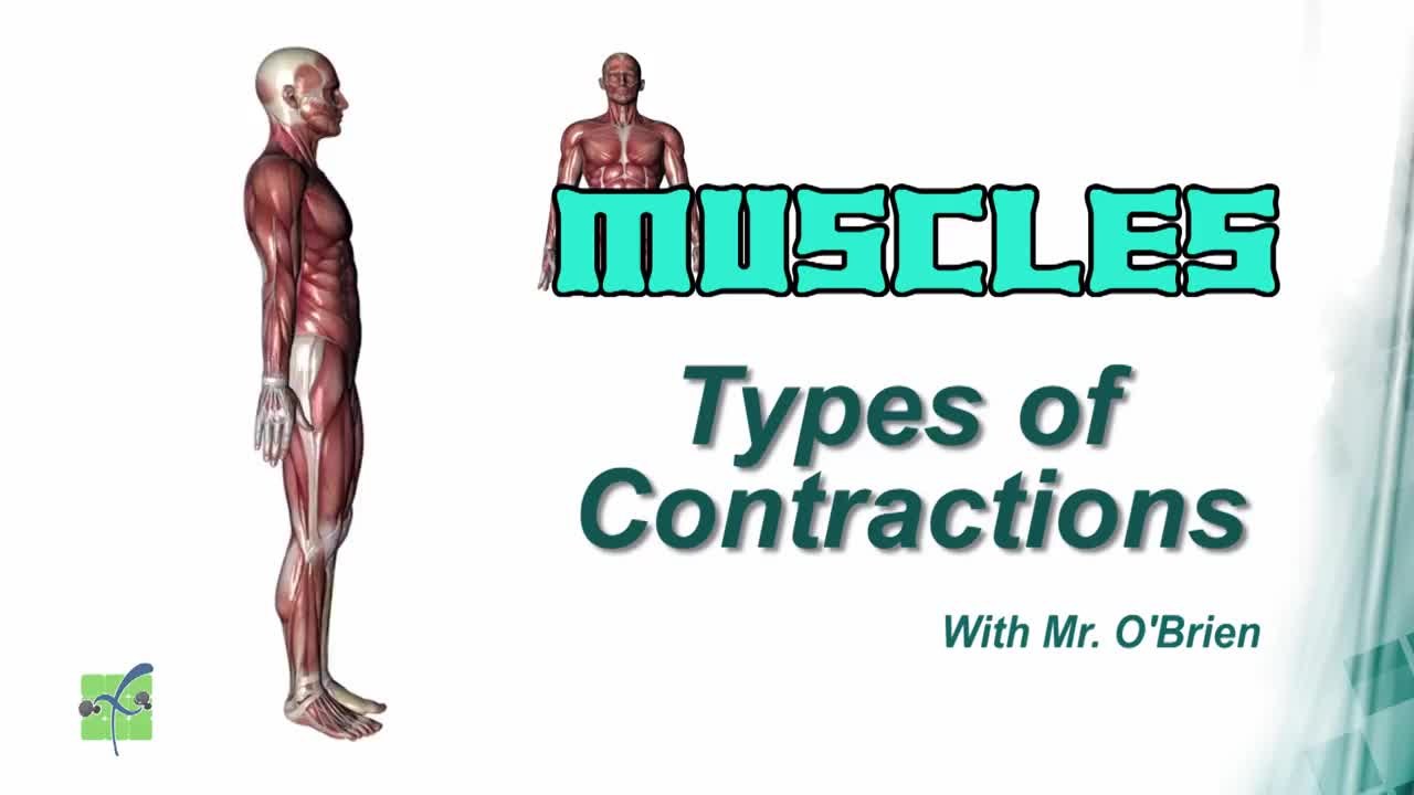 High - Muscles Contract